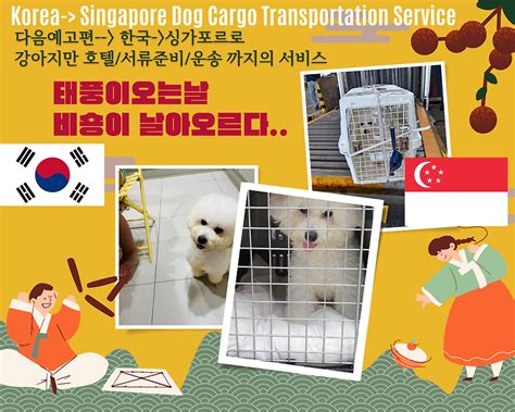 미국에서 한국 강아지 데려가기